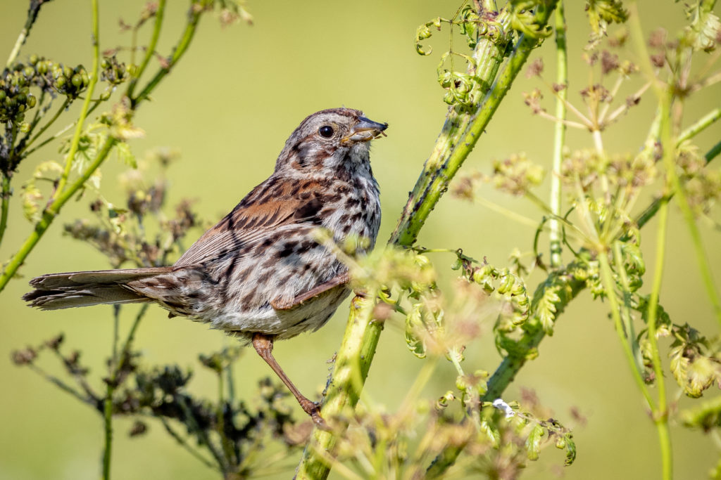 Brainier birds deal better with climate change - The Wildlife Society
