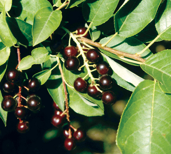Prunus virginiana-choke cherries.