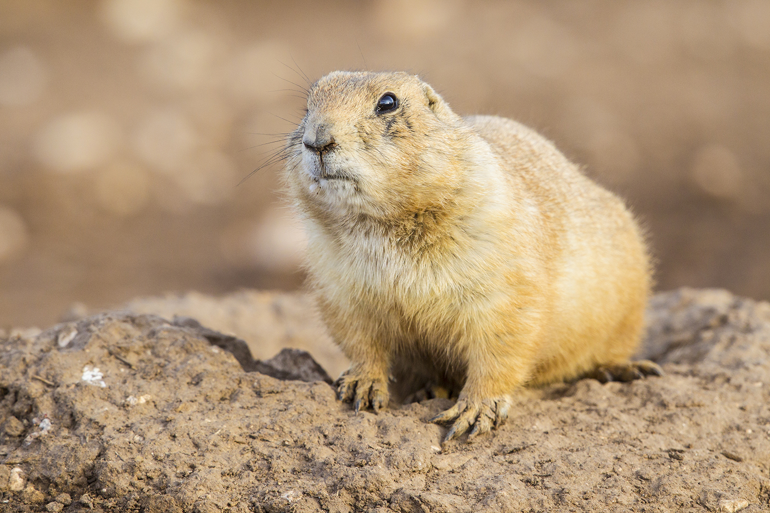 Prairie Dog