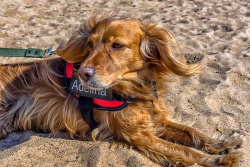 cocker spaniel en arnés bien equipado