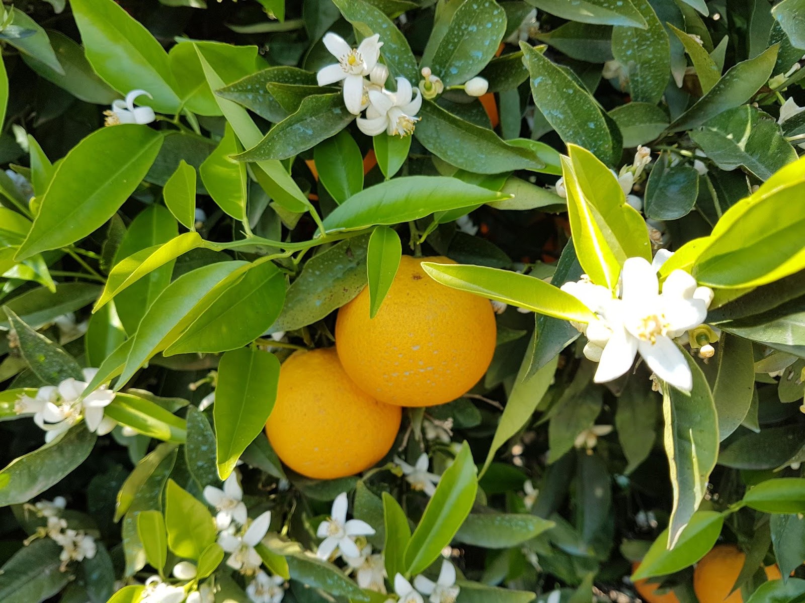 vale de carro, appelsiini, orange  Biologian oppi Portugalissa. Läsnäolo: Perheen kesken