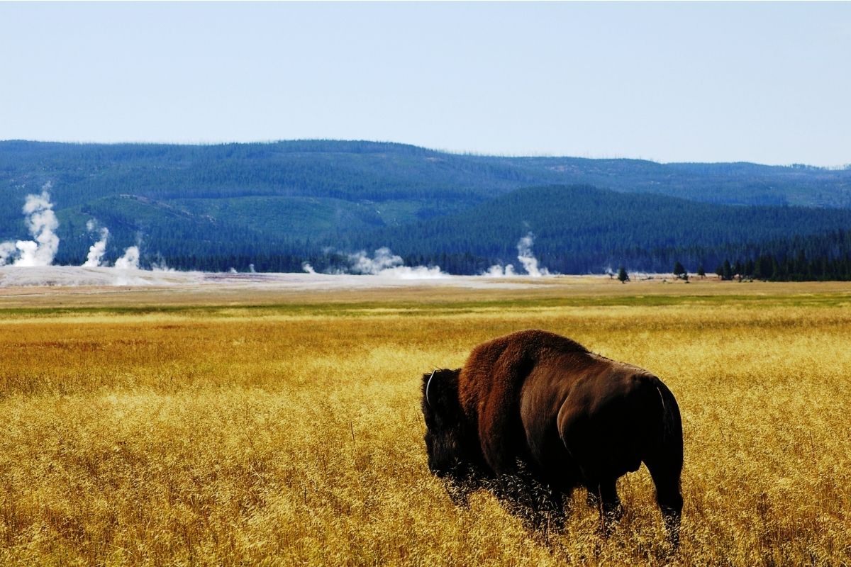 A bison in golden fields looking at steaming geysers in Yellowstone, one of the top year-round choices for best national parks to visit by month