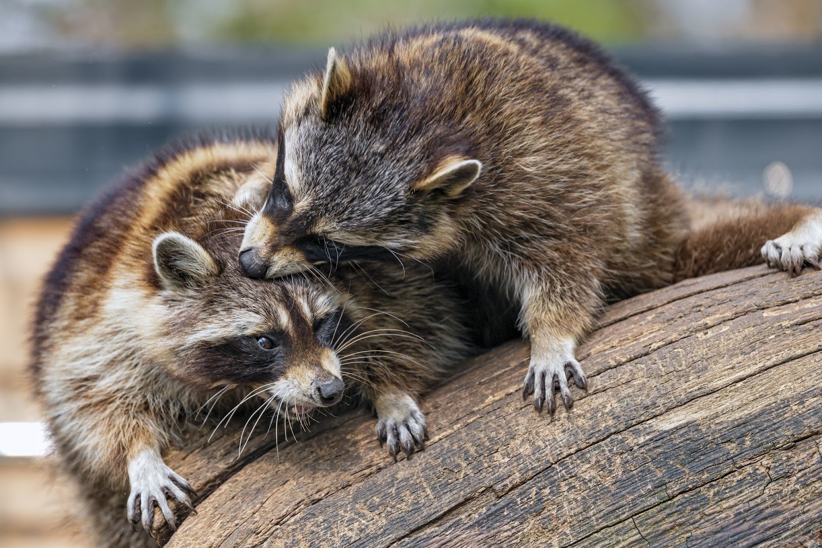 Do Raccoons Kill Rabbits