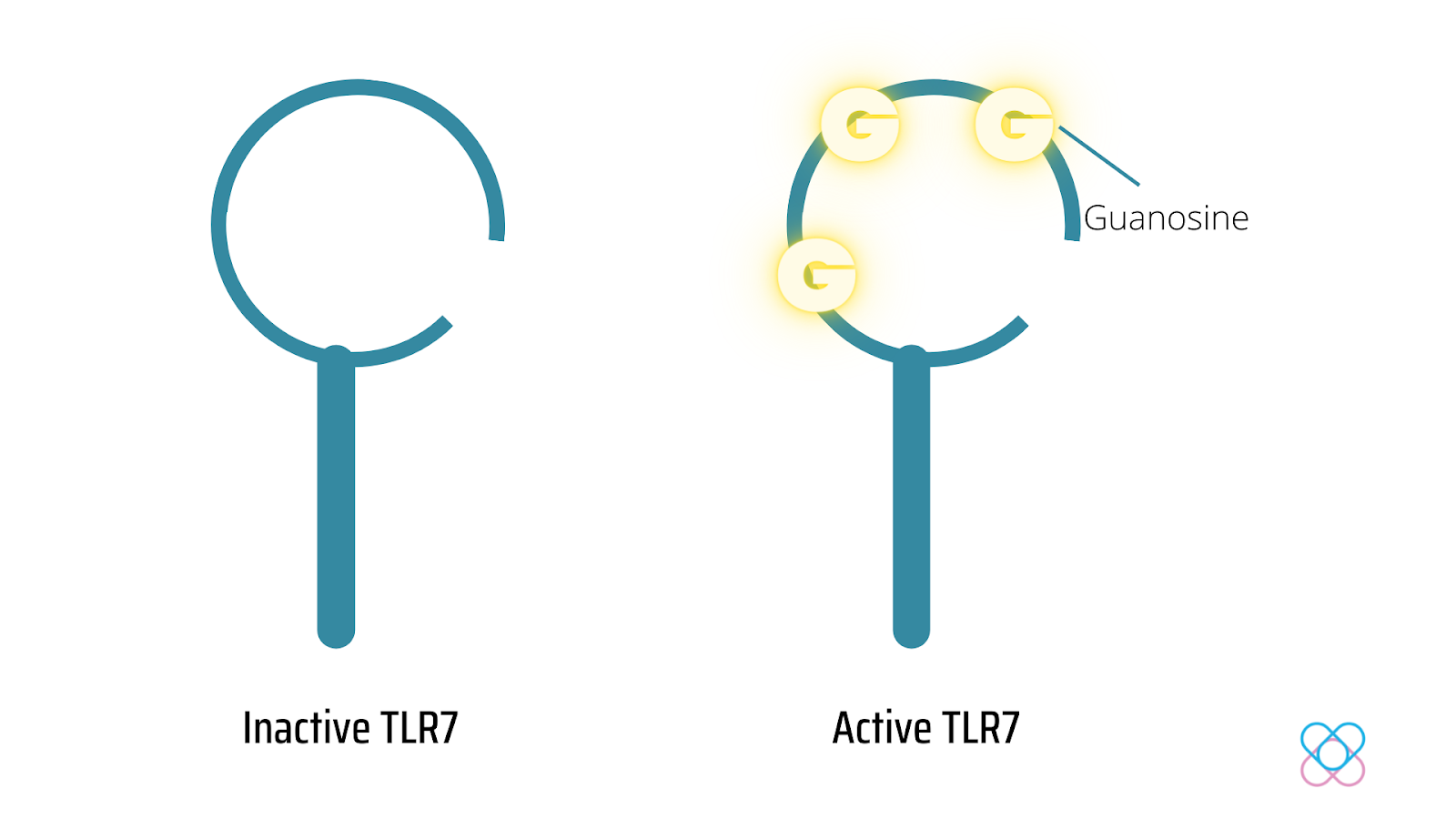 Activation on TLR7 gene