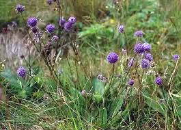 scabious