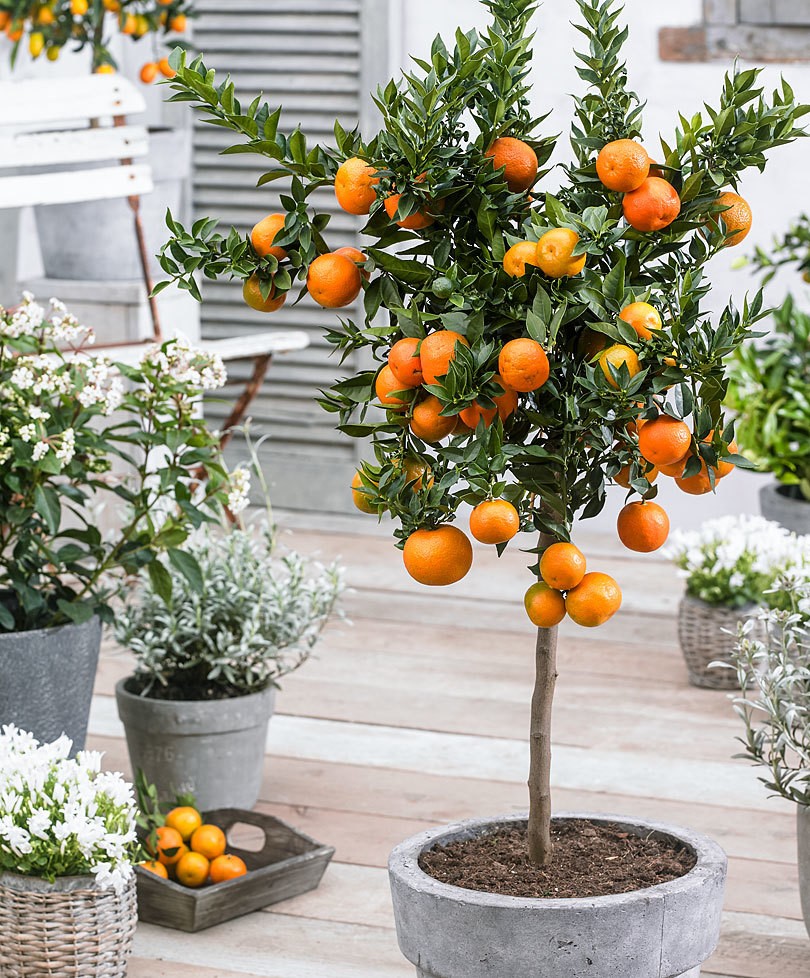 3. ต้นส้มจี๊ด (Kumquat) 