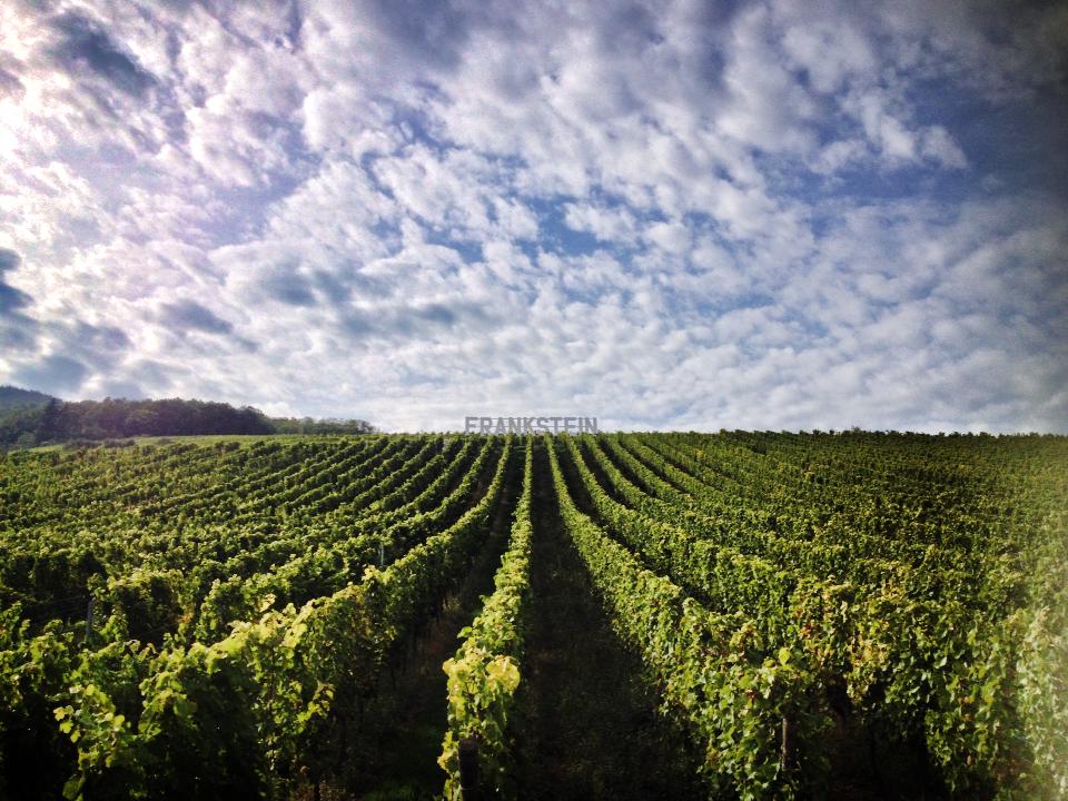 photo d'une vigne palissée, en contrebas du Grand Cru Frankstein, Alsace.