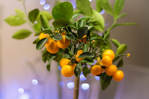 https://c1.wallpaperflare.com/preview/93/643/661/bonsai-citrus-citrus-fruit-close-up-thumbnail.jpg