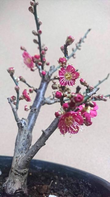 บอนไซบ๊วย” หนึ่งในต้นไม้แคระที่คนญี่ปุ่นนิยม - ANNGLE TH