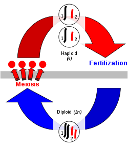 A diagram shows an arrow of diploid or 2n cells going through meiosis into haploid or 1n cells, which in turn have an arrow to fertilization that leads to the original diploid cells.