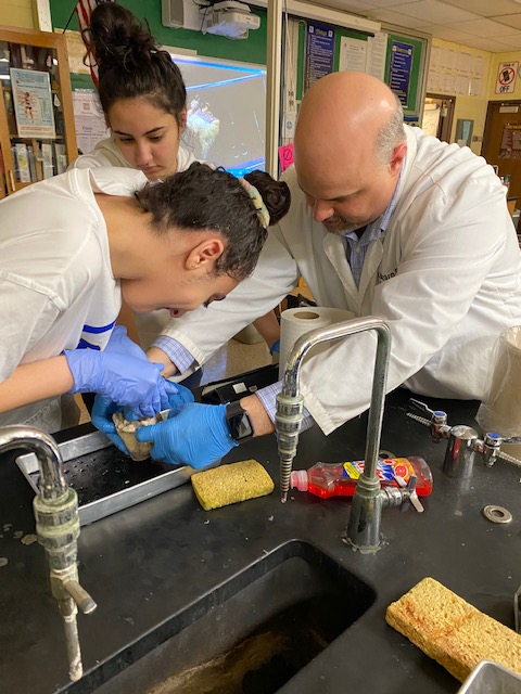 Two students working with Dr. Nazzaro to cut into a sheep's heart.