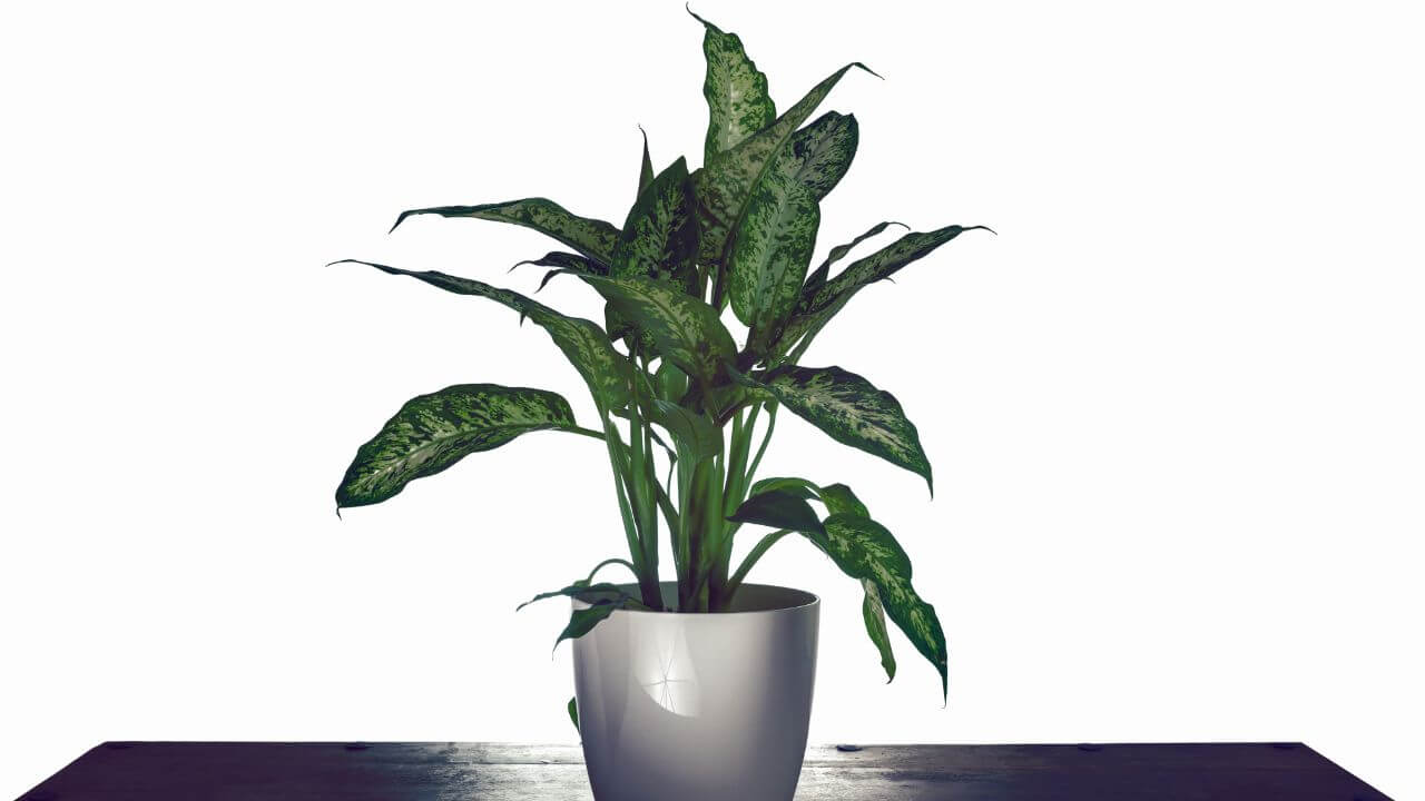 Best Pot Plants For Office Desk