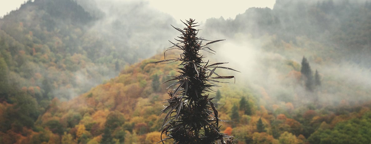 O que é Cannabis Landrace?