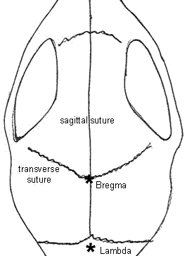 Diagram of skull sutures demonstrating intersection of transverse and sagittal sutures for access to the pineal gland.