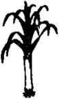 D:\0 wd yedek\acr yedek\1 film indirme\encyclopedia_symbols_roshal\encylopedia_files\000613.jpg