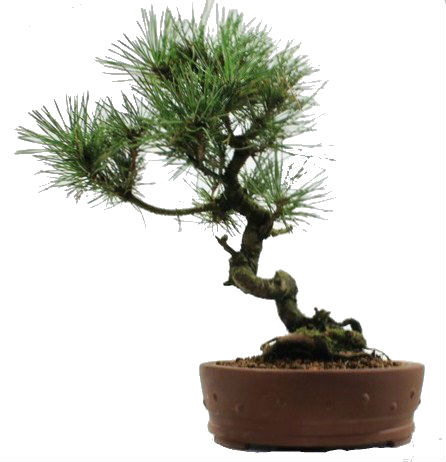 Bonsai Pinus Thunbergii 2216