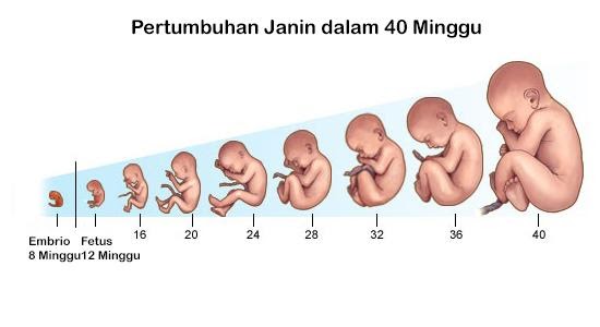Tahapan Perkembangan Embrio Pada Manusia Secara Berurutan Tahapan Perkembangan Embrio Pada Manusia Secara Berurutan