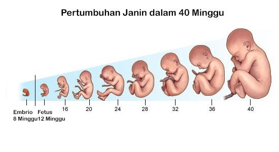 Tahapan Perkembangan Embrio  Pada Manusia Secara Berurutan 