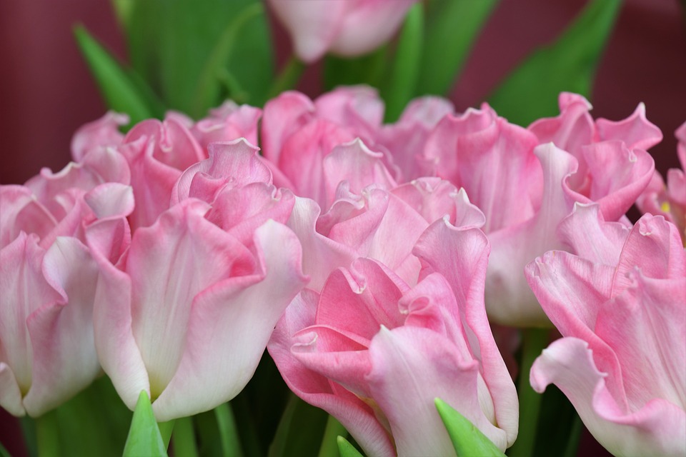 Tulips are a popular spring flower