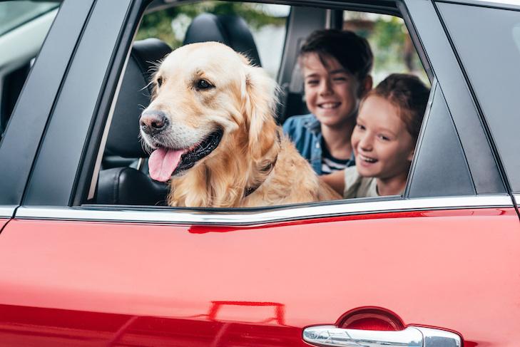 The Complete Guide to Traveling With Your Dog 