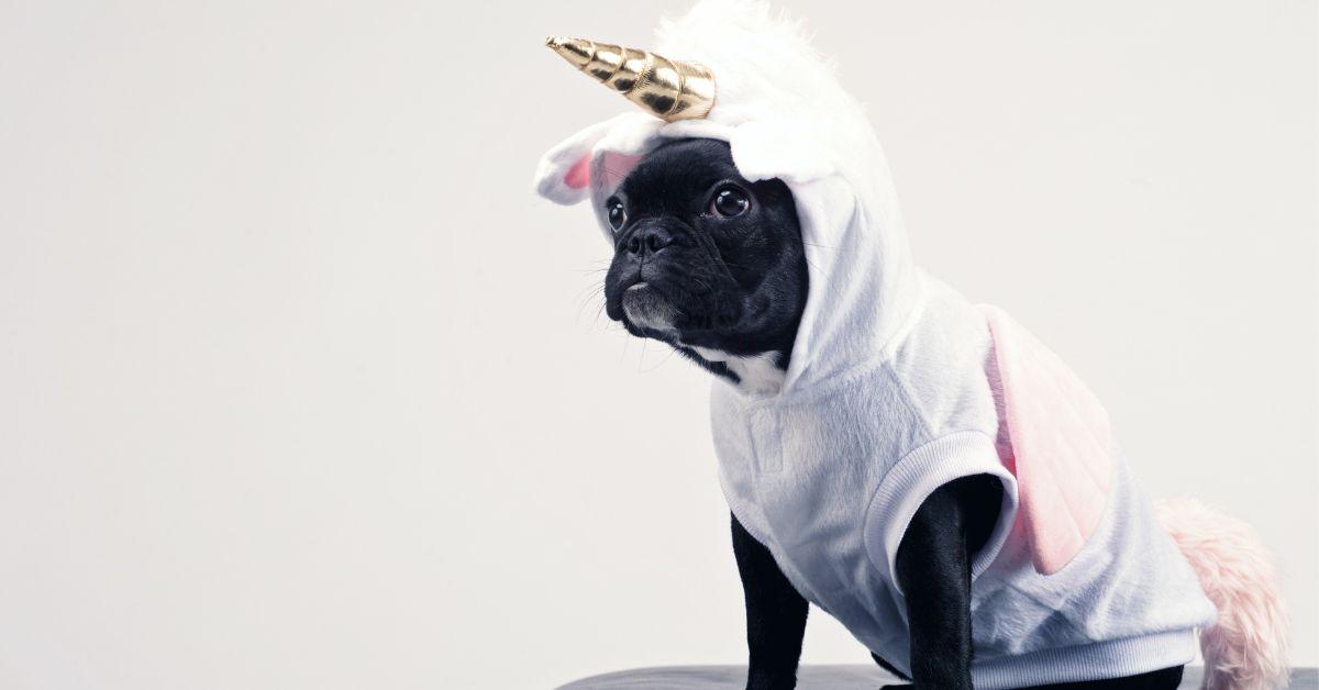product ideas funny dog outfit
