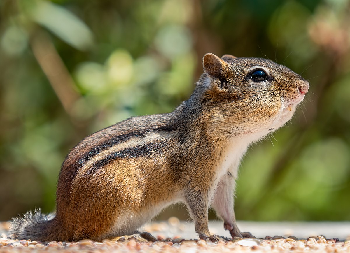 Chipmunks: What are They?