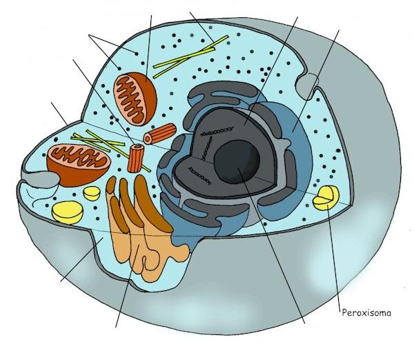 Resultado de imagen de celula animal para completar con sus partes