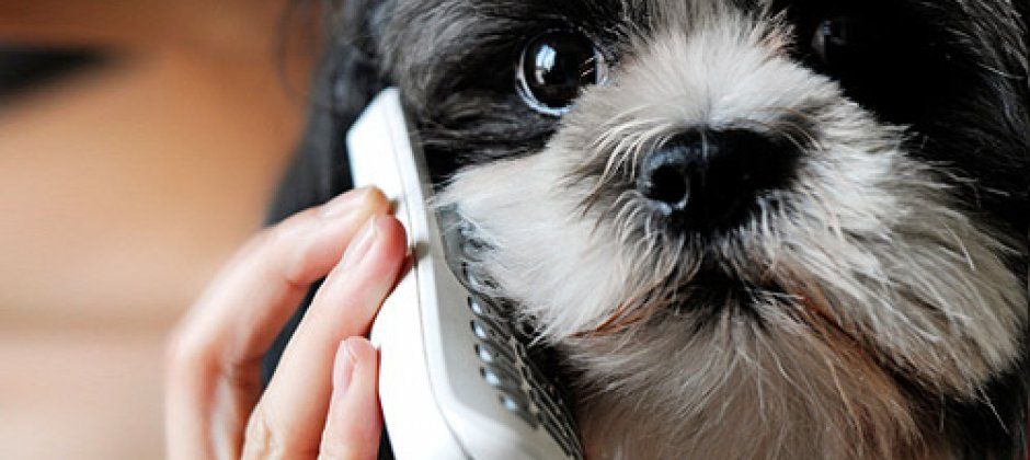 Cute black and white puppy on the phone 