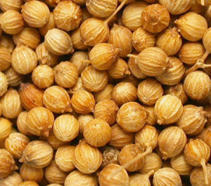 semillas-cilantro-300x265.png