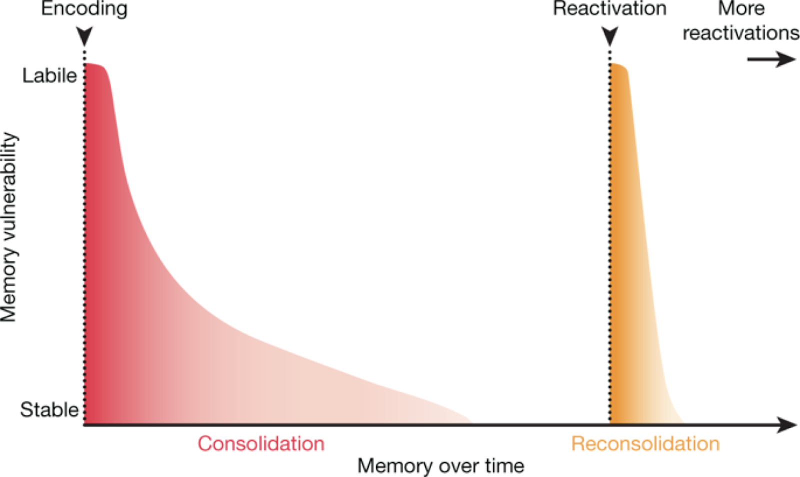 Ми можемо частково переписати свою пам’ять, щоб зменшити вплив стресу – нейрофізіолог
