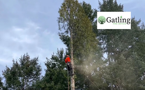 Tree Trimming And Pruning