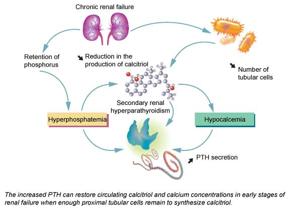 Mechanism of development of renal secondary hyperthyroidism in CRF