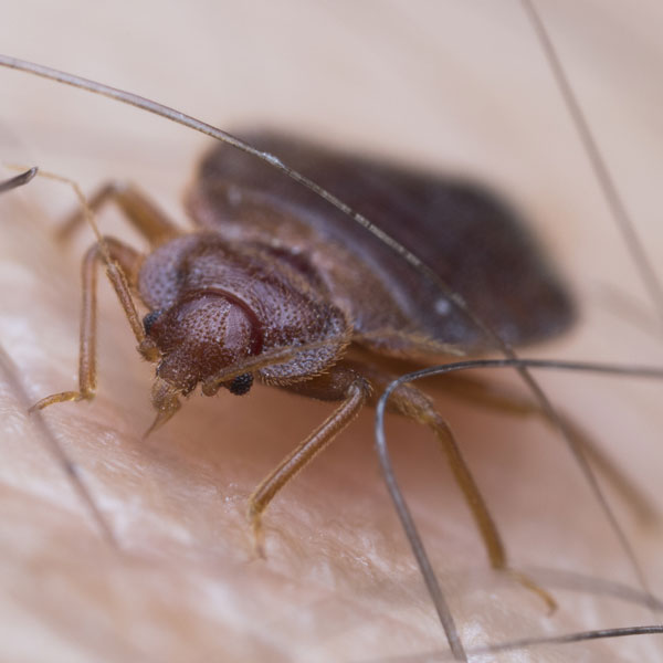 bed bugs pest control