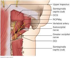 How Neck Pain And Headaches Can Be Related Kinetic Physical Therapy