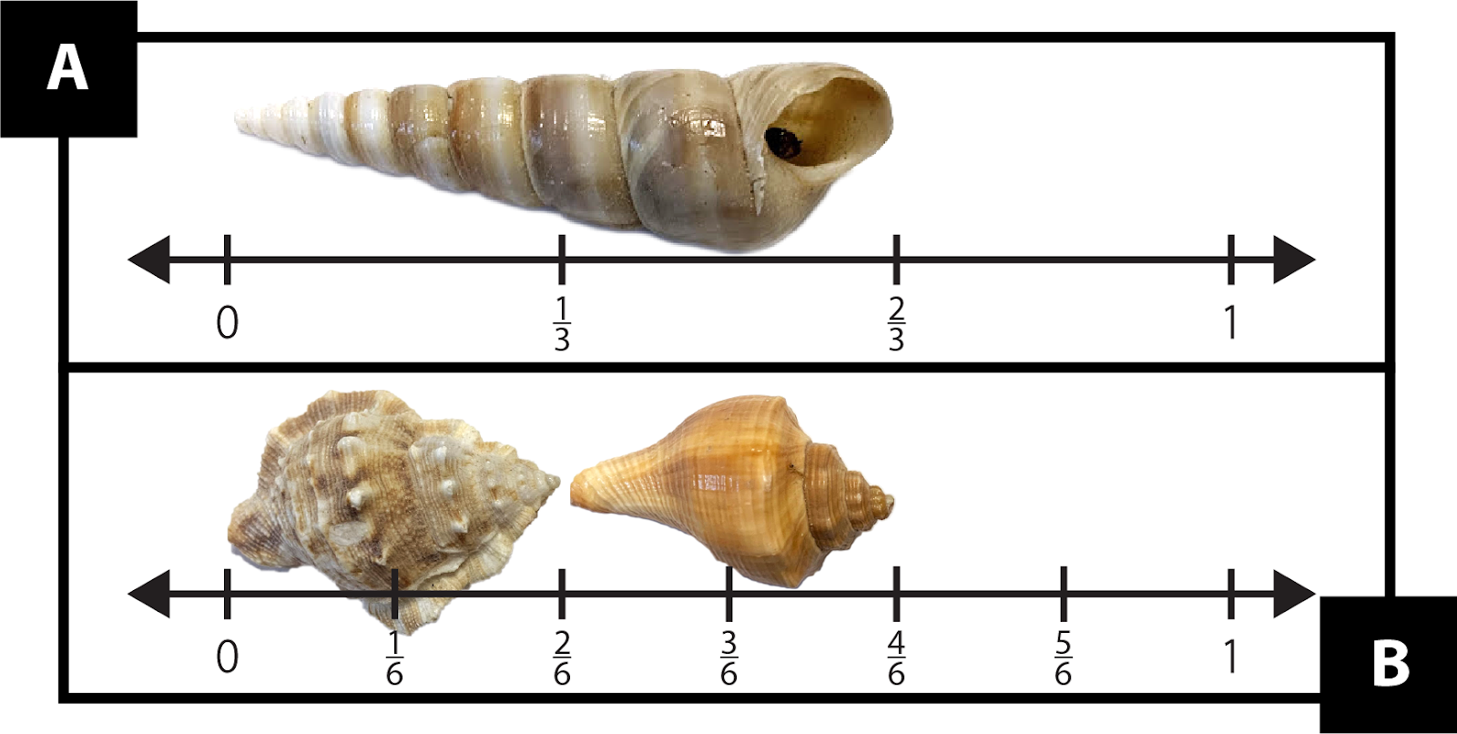 A: A shell is measured on a number line marked in thirds from 0 to 1. The shell measures 2-thirds of a unit long. B: Two shells measured on a number line marked in sixths. The first measures from 0 to 2-sixths of a unit long. The second measures from 2-sixths to 4-sixths of a unit long.