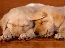 Image result for lab puppies cuddling