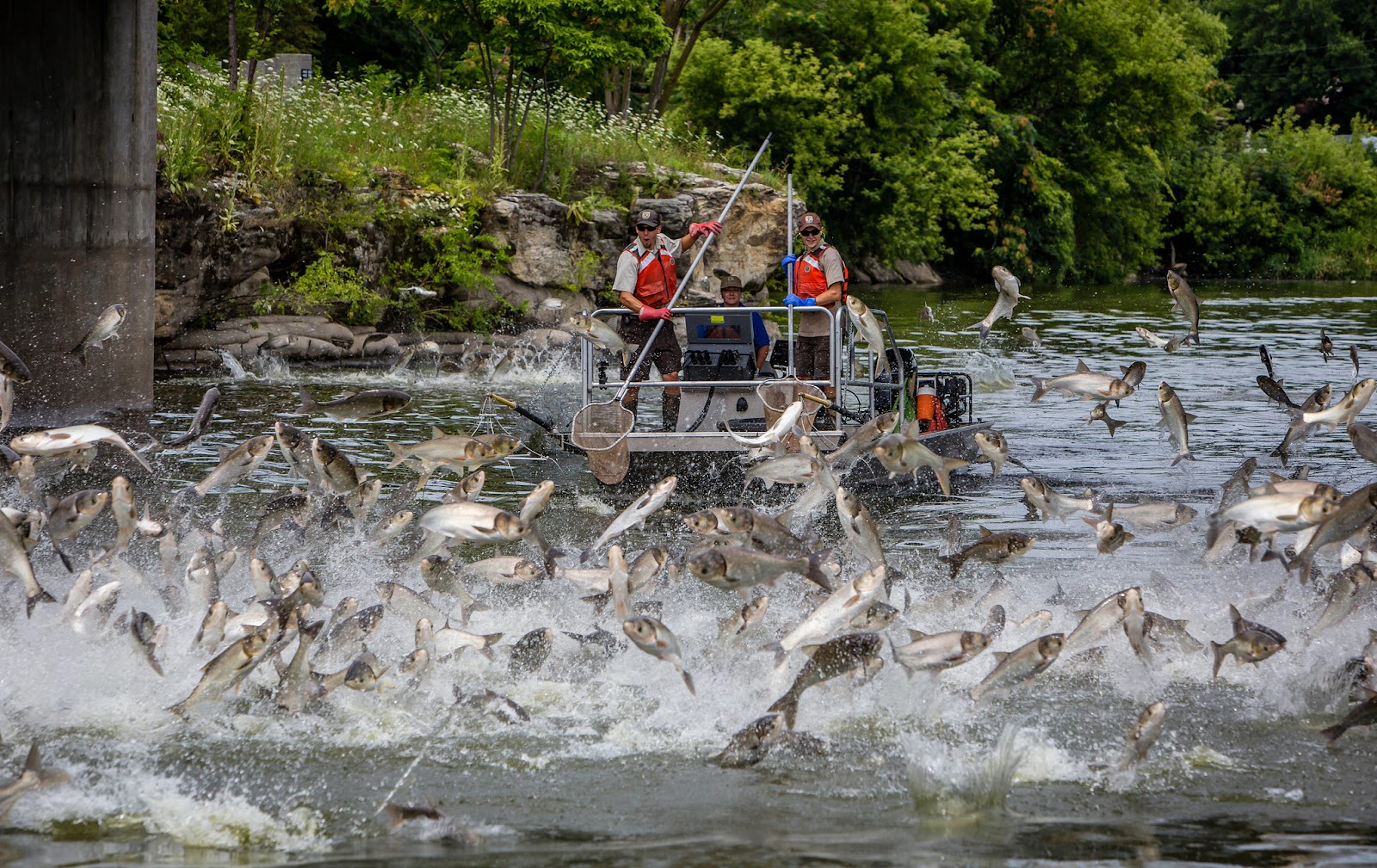 Electrofishing for carp on the Fox River.