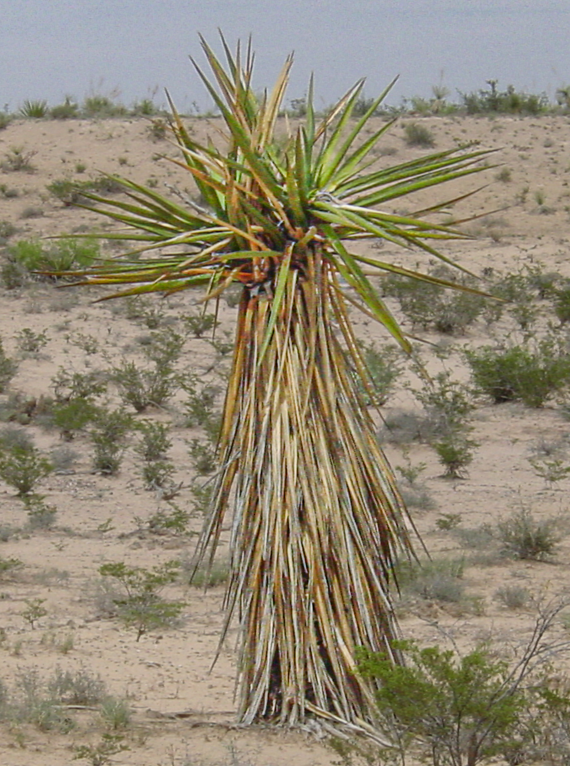 A yucca tree in a desert setting