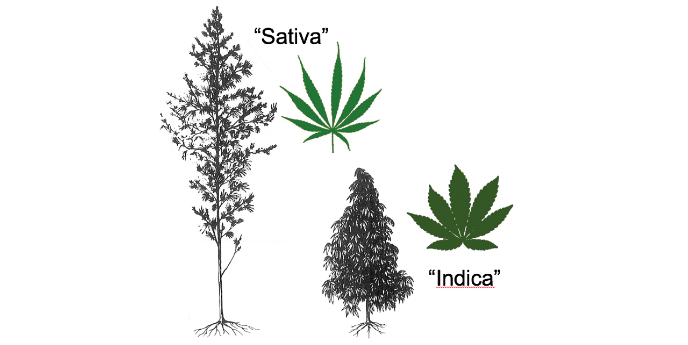 What is the difference between indica and sativa leaves?