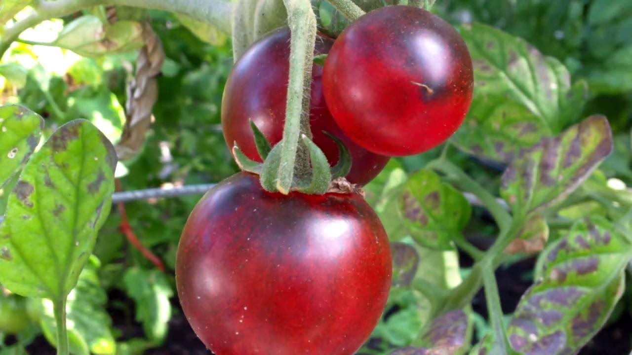 Indigo Cherry Drops