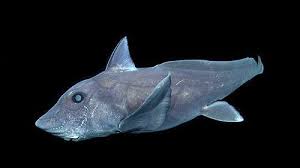 Image result for Chimaeras