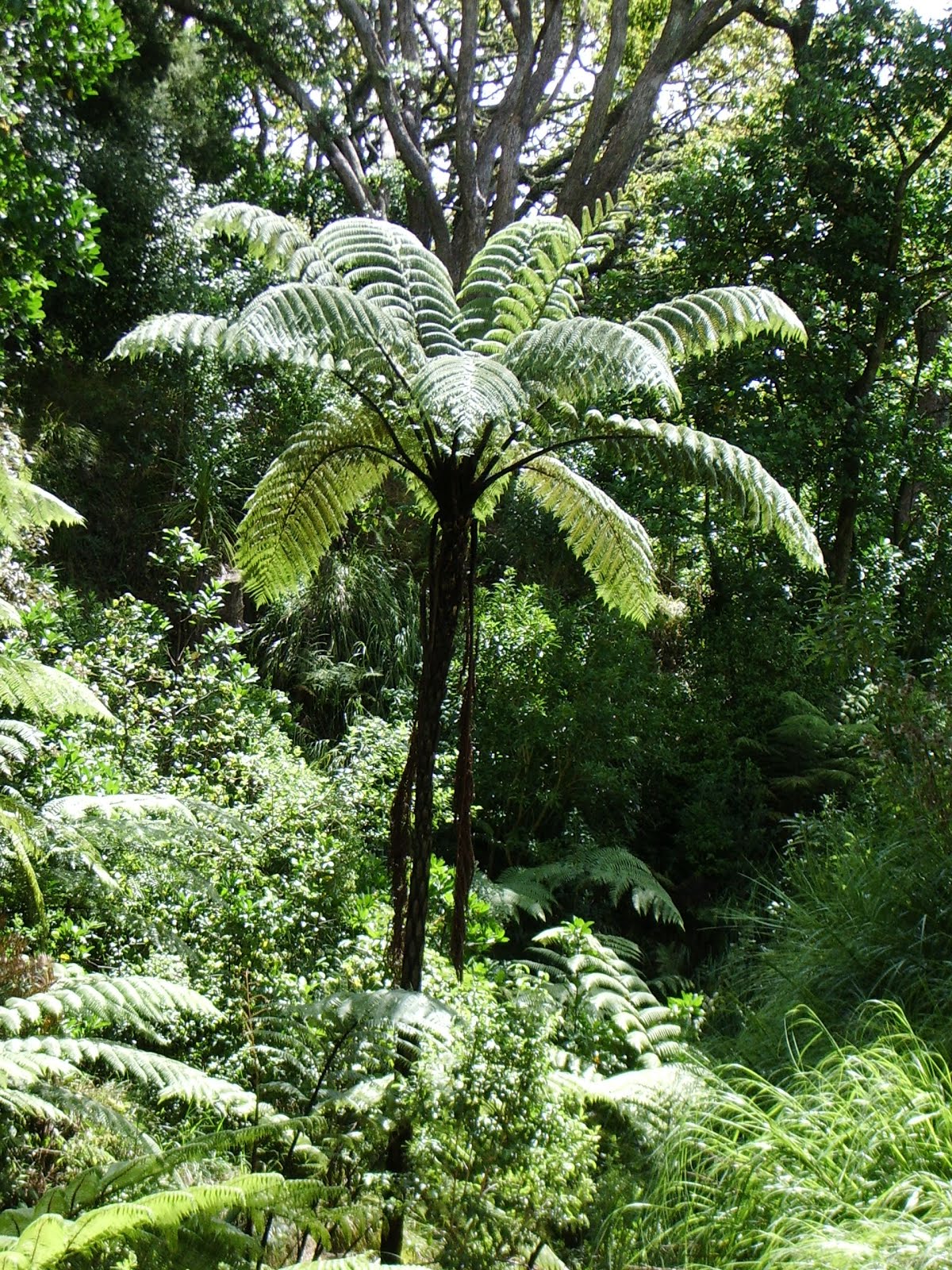 ferns to be found