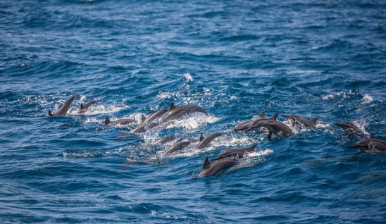 Dolphins leaping through the sea