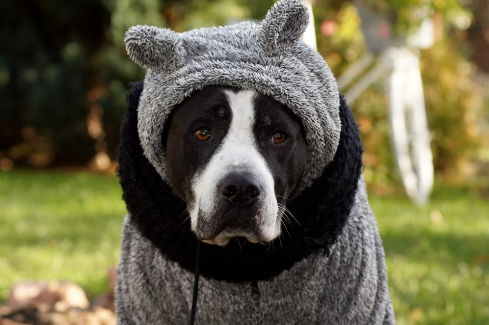 Fashion for the Gentle Giants: Stylish Options for Big Dog Clothing