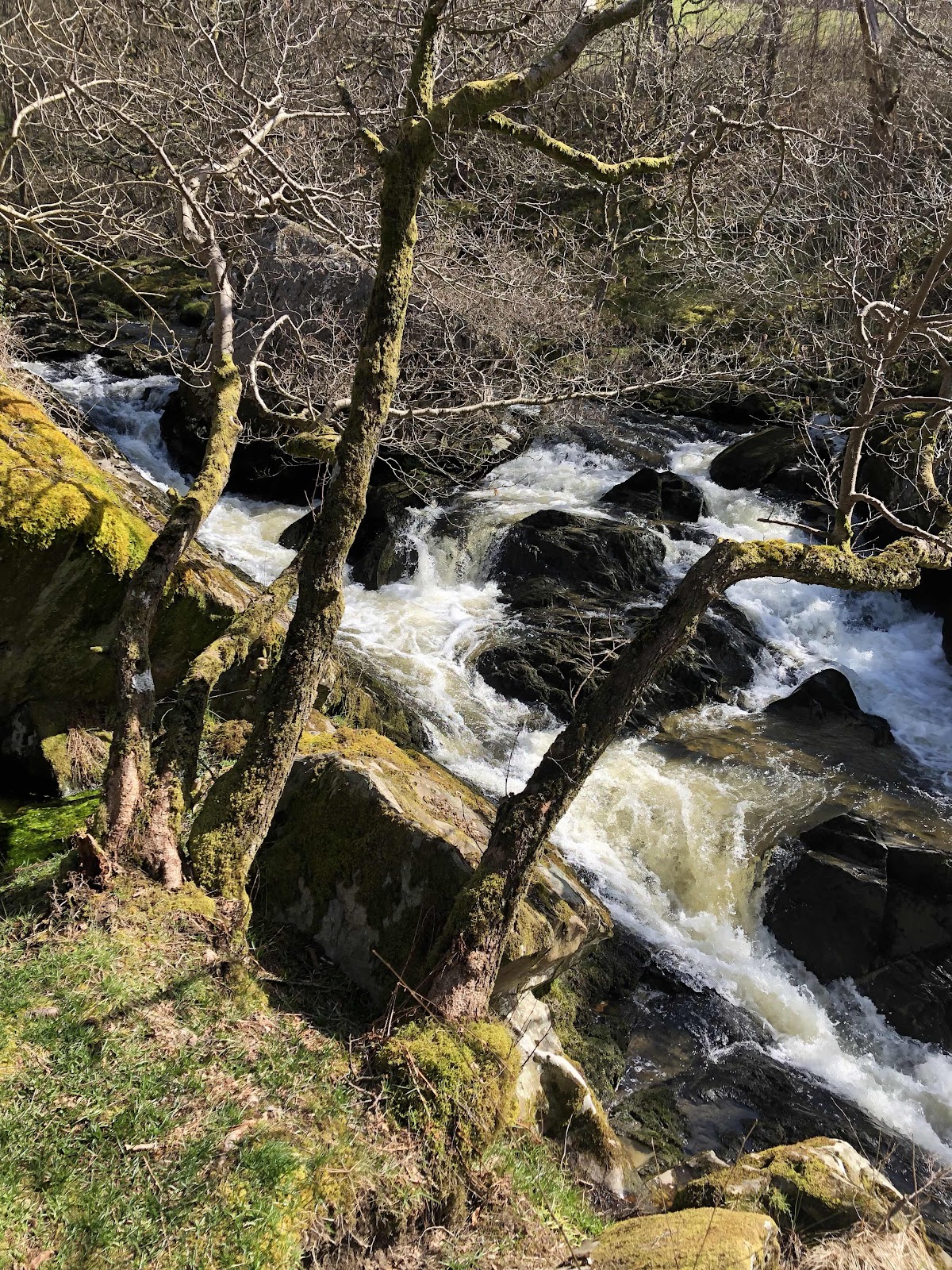 Gilfach Nature Reserve