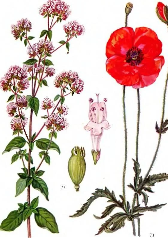 D:\0 wd yedek\acr yedek\1 film indirme\sovremennaya_fitoterapiya_dosyalar\image164.jpg