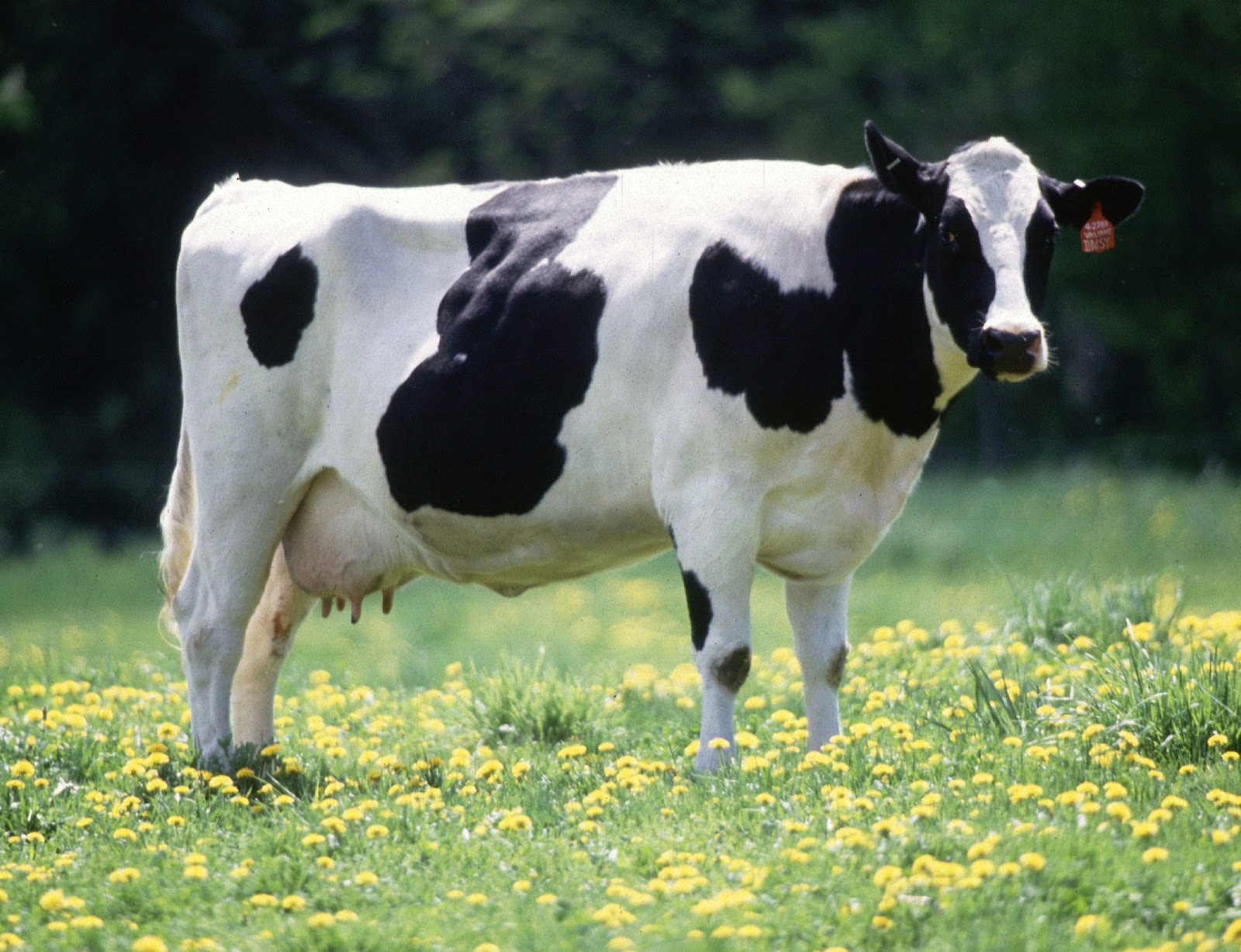 Dairy cattle - Wikipedia
