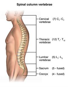 A diagram of the 33 vertebrae in the human spine.