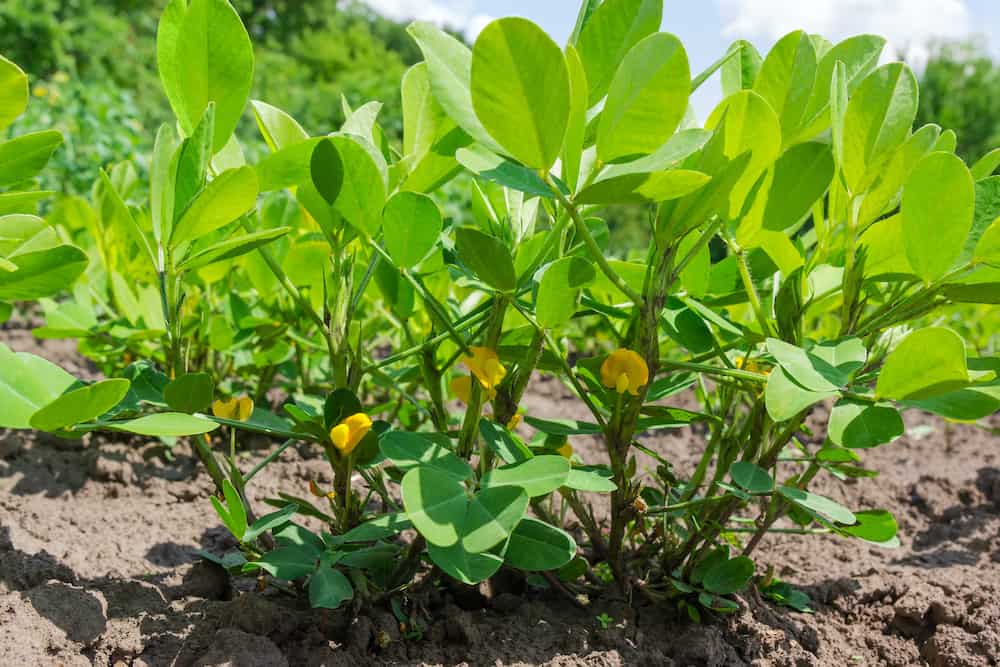 How to Take Care of Peanuts