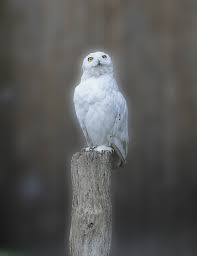 Image result for snowy owl